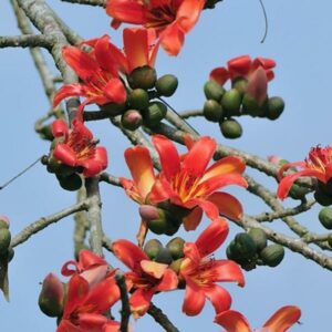 Read more about the article शाल्मली (Red silk cotton tree)