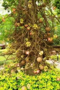 साल वृक्ष (Sal tree)