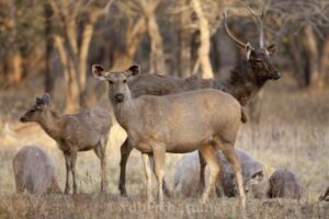 Read more about the article सांबर (Sambar Deer)