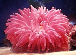 समुद्रपुष्प (Sea anemone)