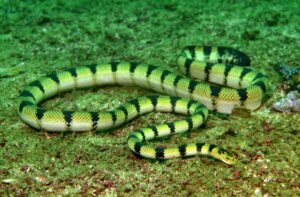 Read more about the article सागरी सर्प (Sea snake)