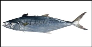 Read more about the article सुरमई (Seer fish/Spanish mackerel)