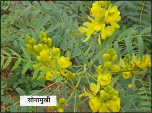 Read more about the article सोनामुखी (Senna)