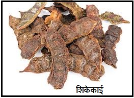 Read more about the article शिकेकाई (Soap pod tree)