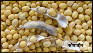 Read more about the article सोयाबीन (Soybean)