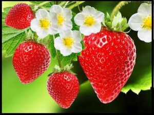 स्ट्रॉबेरी (Strawberry)