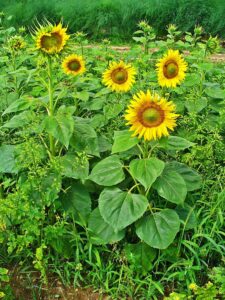 Read more about the article सूर्यफूल (Sunflower)