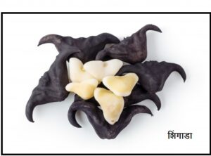 Read more about the article शिंगाडा (Water caltrop)