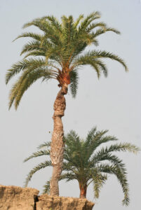 Read more about the article शिंदी (Wild date palm)