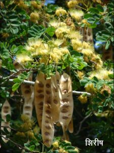 Read more about the article शिरीष (Woman’s tongue tree / Flea tree)