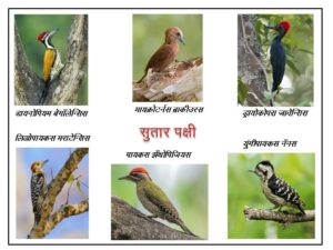 Read more about the article सुतार पक्षी (Woodpecker)