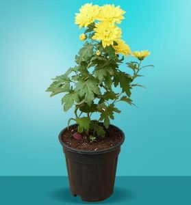 शेवंती (Indian chrysanthemum)