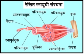 Read more about the article स्नायू आणि कंडरा (Muscle and Tendon)