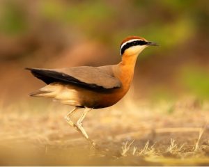 Read more about the article क्षिप्रचला (Indian courser)