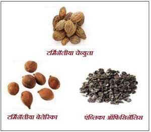 Read more about the article हिरडा (Myrobalan)