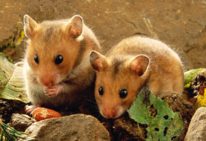 Read more about the article प्रातिनिधिक सजीव : सीरियन हॅमस्टर (Model organism : Syrian hamster)