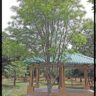 हळदू (East Indian satinwood / Ceylon satinwood)
