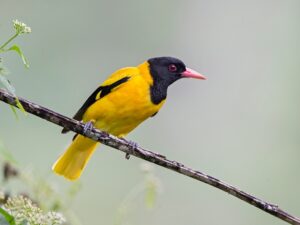 Read more about the article हळद्या (Indian golden oriole)