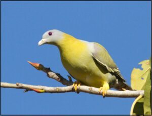 हरियाल पक्षी (Yellow footed green pigeon)