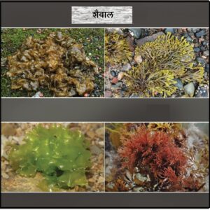Read more about the article शैवाल (Algae)