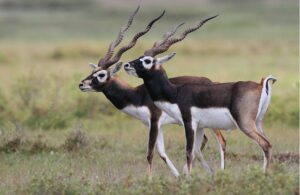 Read more about the article हरिण (Antelope)