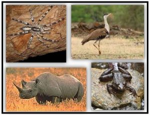 Read more about the article विलुप्तप्राय जाती (Endangered species)