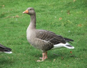 Read more about the article हंस (Goose)