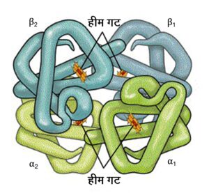 Read more about the article हीमोग्लोबिन (Hemoglobin)