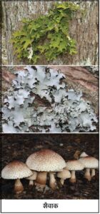 शैवाक (Lichen)