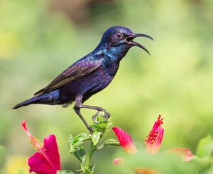Read more about the article सूर्यपक्षी (Sunbird)