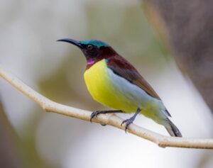 Read more about the article शिंजिर (Sunbird)