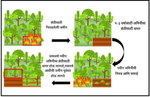 Read more about the article स्थलांतरित शेती (Shifting cultivation)