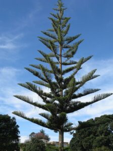 Read more about the article सूचिपर्णी वृक्ष (Coniferous tree)