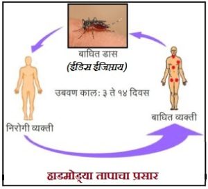 Read more about the article हाडमोड्या ताप (Dengue)