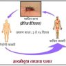 हाडमोड्या ताप (Dengue)