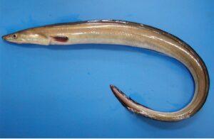 Read more about the article वाम (Eel)