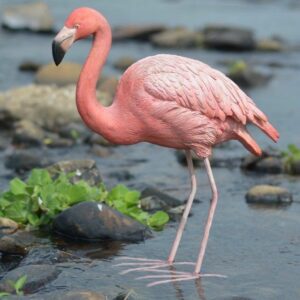 सारस (Flamingo)