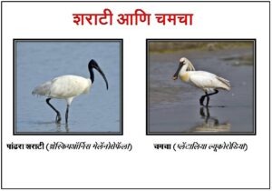 Read more about the article शराटी आणि चमचा (Ibis and spoonbill)