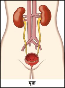 Read more about the article वृक्क (Kidney)