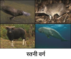Read more about the article स्तनी वर्ग (Class mammalia)