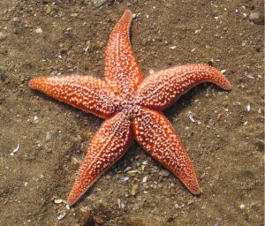 समुद्रतारा (Seastar/Starfish)