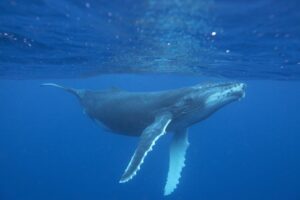 Read more about the article व्हेल (Whale)