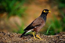 Read more about the article साळुंकी (Common Myna)