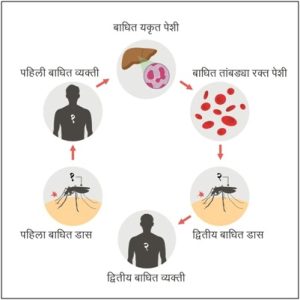 Read more about the article हिवताप (Malaria)