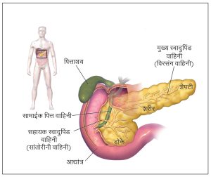 Read more about the article स्वादुपिंड (Pancreas)