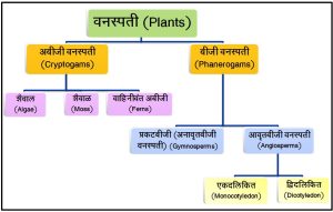 Read more about the article वनस्पतिसृष्टी (Plant kingdom)