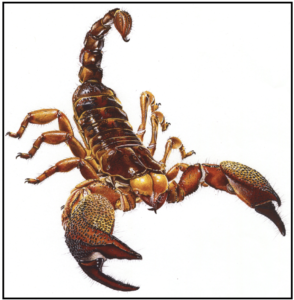 विंचू (Scorpion)