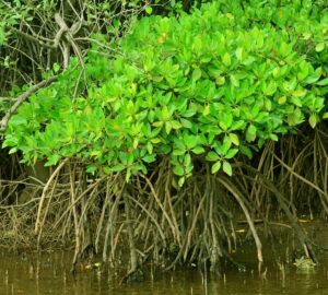कांदळ (True mangrove)