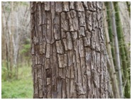 Read more about the article झाडाची साल (वल्क) (Bark of a Tree)