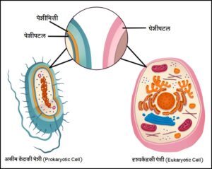 Read more about the article पेशीपटल (Cell membrane)